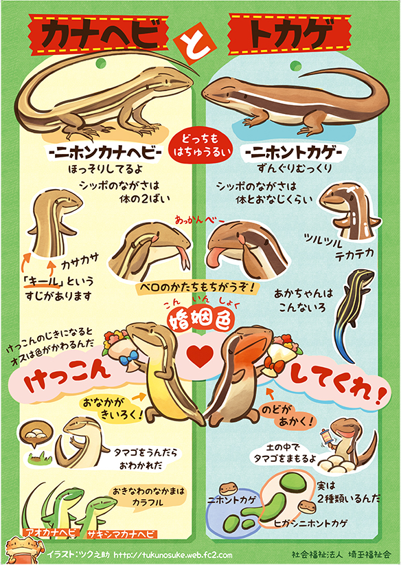 赤木かん子関連商品 爬虫類a1ポスター カナヘビとトカゲ 埼玉福祉会